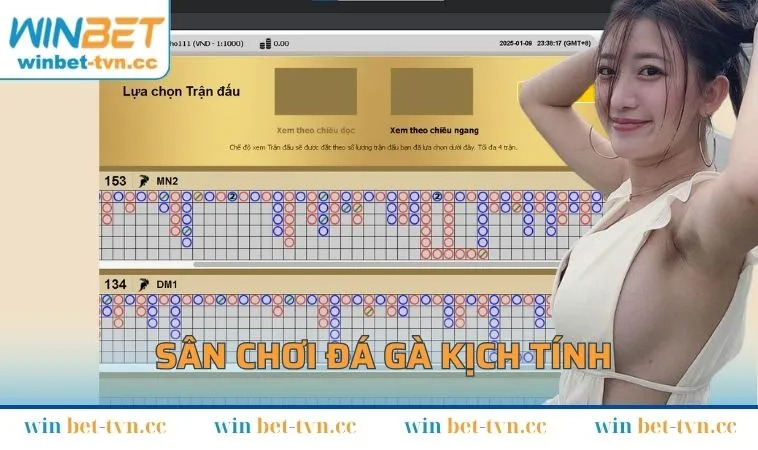 Sân chơi đá gà kịch tính